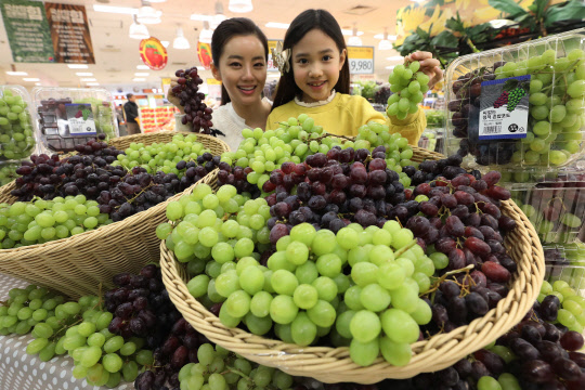 이마트가 오는 8일까지 전국 점포에서 톰슨 씨들리스, 크림슨 등 2종으로 구성된 칠레산 청적혼합포도 1.36㎏(팩)을 정상가보다 20% 이상 할인 판매한다. 2일 서울 이마트 용산점에서 모델들이 칠레산 포도를 선보이고 있다. <이마트 제공>